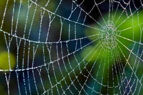 spiderweb_1050x700